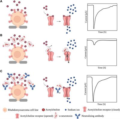 From squid giant axon to automated patch-clamp: electrophysiology in venom and antivenom research